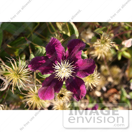 #387 Photo of a Purple Clematis Flower by Jamie Voetsch