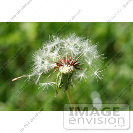 #388 Image of a Dandelion Seedhead by Jamie Voetsch