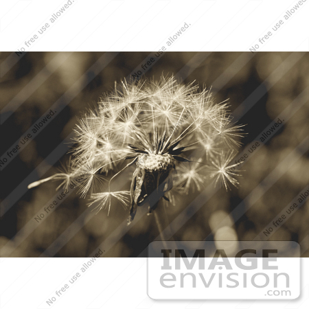 #390 Sepia Toned Image of a Wishy Blow by Jamie Voetsch