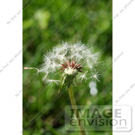 #391 Photograph of a Dandelion Seedhead by Jamie Voetsch