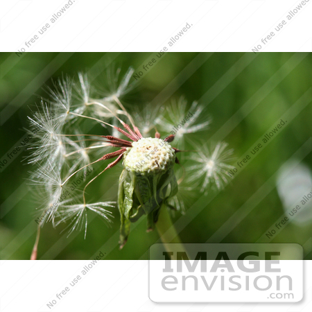 #392 Photograph of a Dandelion Seed Head by Jamie Voetsch