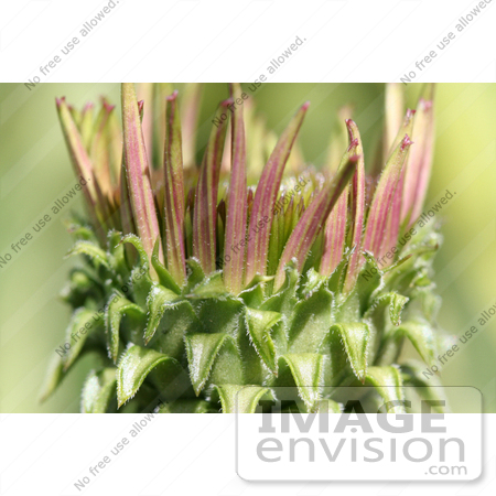 #393 Photograph of a Blooming Purple Coneflower by Jamie Voetsch
