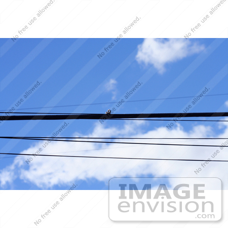 #395 Photo of Power Lines Against a Blue Sky by Jamie Voetsch