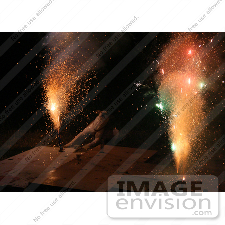 #396 Image of a Pit Bull Excited by Holiday Fireworks by Jamie Voetsch
