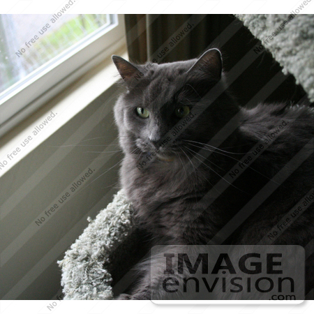 #403 Image of a Grey Cat Resting in a Cat Tree by Jamie Voetsch