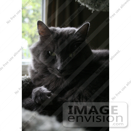 #404 Photograph of a Gray Cat in a Cat Tree by Jamie Voetsch