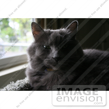 #405 Photo of a Grey Cat in a Cat Tree by Jamie Voetsch
