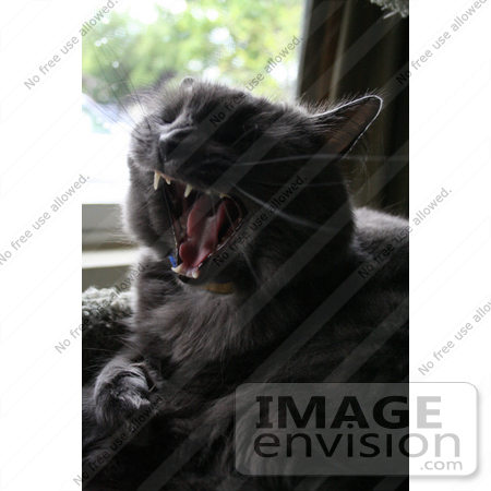 #406 Photo of a Yawning Gray Cat by Jamie Voetsch