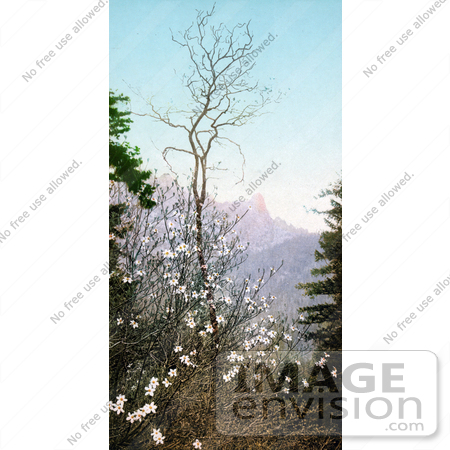 #40654 Stock Photo Of A Flowering Dogwood Tree In The Mountains by JVPD