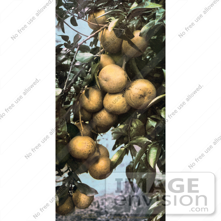 #40655 Stock Photo Of Fresh Grapefruit Growing On Trees by JVPD