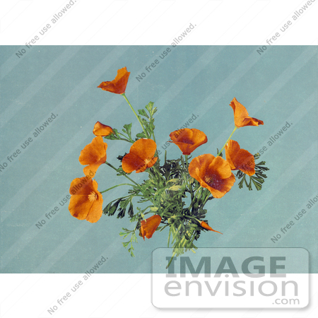 #40716 Stock Photo Of Stock Photo Of Orange California Poppies (Eschscholzia Californica) On The Plant by JVPD