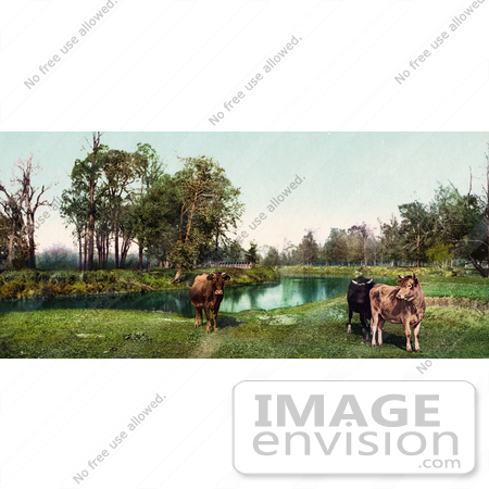 #40720 Stock Photo Of Three Cows Standing In A Green Pasture Near A Pond by JVPD