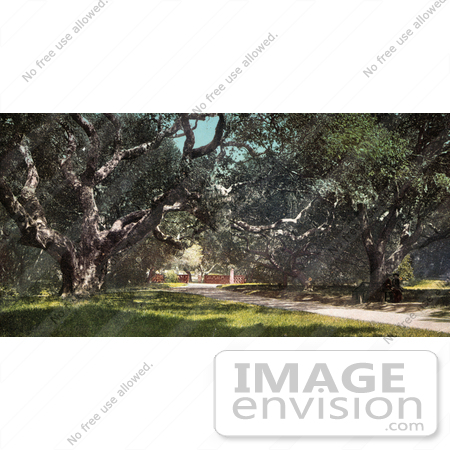 #40726 Stock Photo Of Old Oak Trees Forming A Canopy At Berkeley College, California by JVPD