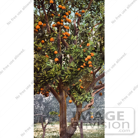 #40730 Stock Photo Of Oranges Growing On Trees In An Orchard, California by JVPD