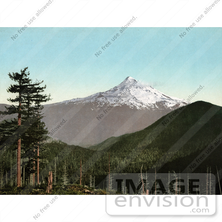 #40734 Stock Photo Of Evergreen Forests And A View Of Mt Hood, Oregon by JVPD