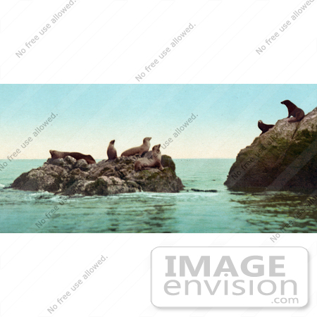 #40810 Stock Photo of a Group Of Seals Sun Bathing On Warm Rocks On The San Francisco Coast Of California by JVPD
