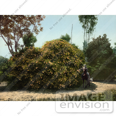 #40812 Stock Photo of a Dog Behind A Person On A Horse, Admiring Flowers On A Gold Of Ophir Rose Bush, California by JVPD
