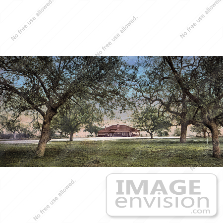 #40815 Stock Photo of The Lawn And Trees Near The Country Club In Pasadena, California by JVPD