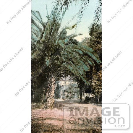 #40868 Stock Photo Of Glen Annie Palm Trees, California by JVPD