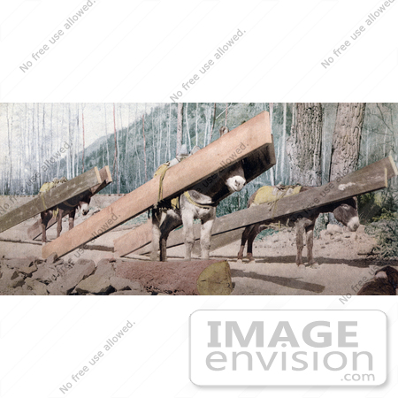 #40882 Stock Photo Of Three Donkeys Hauling Lumber At A Logging Site, Colorado by JVPD