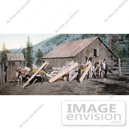 #40892 Stock Photo of Donkeys Hauling Lumber Through A Village, Colorado by JVPD
