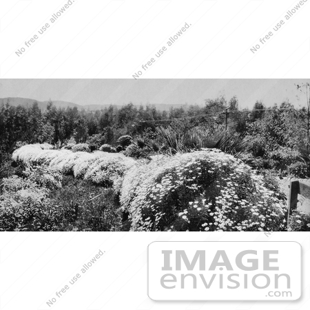 #40903 Stock Photo of a Thick Shrub Border Of Margarita Flowers In Pasadena, California by JVPD