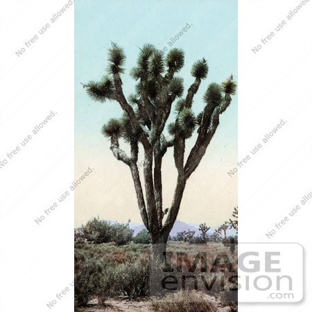 #40967 Stock Photo Of A Joshua Tree (Yucca Brevifolia) In The Mojave Desert, Hesperia, California by JVPD