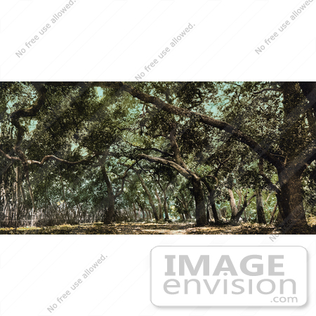 #40974 Stock Photo Of A Canopy Of Trees Over A Road On The Drive In Cooper’s Canyon, California by JVPD