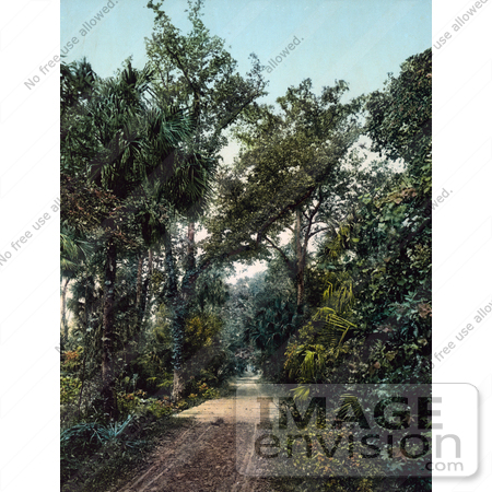 #41034 Stock Photo Of A Dirt Road In The Hammocks At Ormond Beach, Florida by JVPD