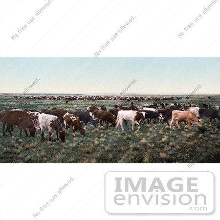 #41059 Stock Photo Of A Herd Of Cattle Grazing On Grasses In Colorado by JVPD