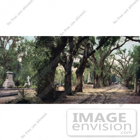 #41069 Stock Photo Of Trees Lining A Road Through The Bonaventure Cemetery In Savannah, Georgia by JVPD