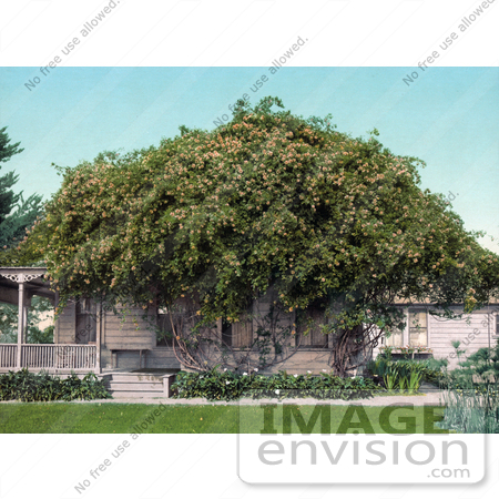 #41086 Stock Photo Of Gold Of Ophir Roses Growing Over A Home In Pasadena, California by JVPD