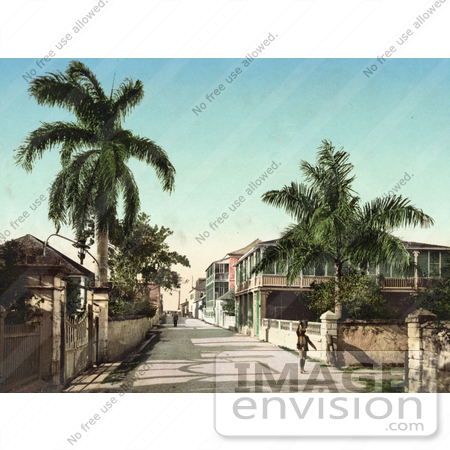 #41128 Stock Photo Of A Person Standing Near A Palm Tree On East Street In  Nassau, Bahama Islands by JVPD