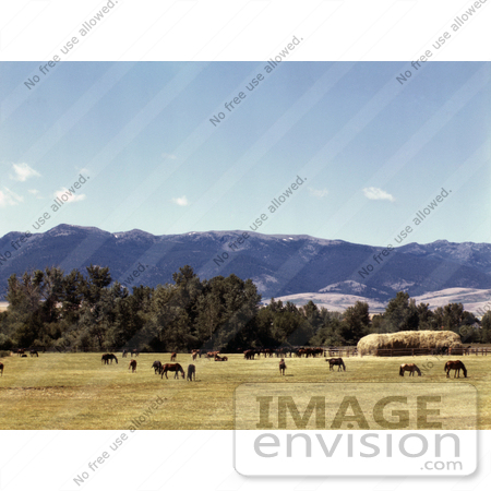 #41294 Stock Photo of Horses Grazing On A Ranch In Grant County, Oregon, July Of 1942 by JVPD