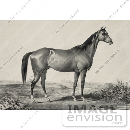 #41309 Stock Illustration of a Strong Horse Standing And Facing To The Right by JVPD
