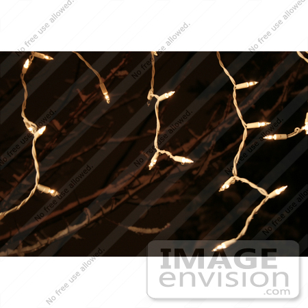 #414 Photograph of Christmas Lights and Snow Covered Tree Branches at Night by Jamie Voetsch