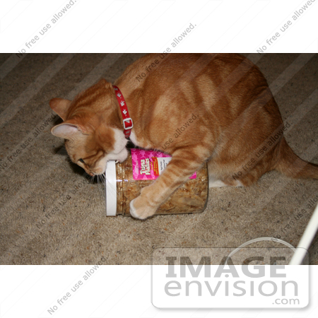#419 Photo of an Orange Cat Trying to Break Open a Treat Jar by Jamie Voetsch