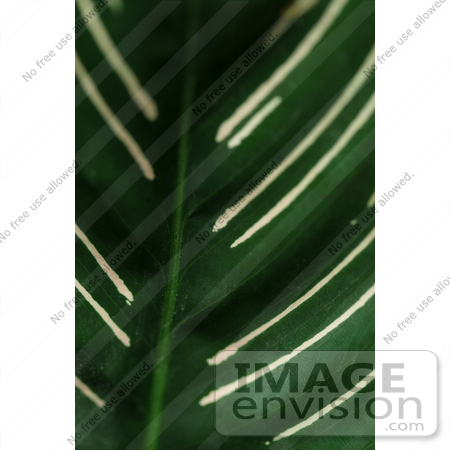 #424 Plant Picture of the Calathea Ornata by Kenny Adams