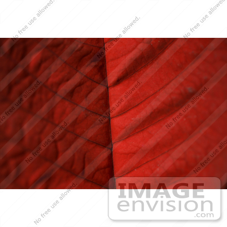 #428 Plant Picture of a Red Poinsettia Leaf by Kenny Adams