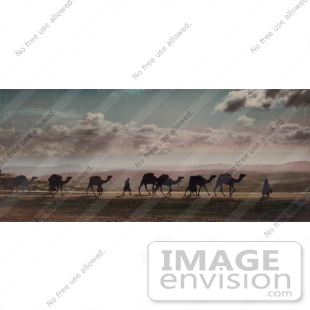 #43479 RF Stock Photo Of A Caravan Of Camels On Mount Of Olives, Jerusalem by JVPD