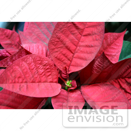 #436 Photograph of a Red Poinsettia Plant by Jamie Voetsch
