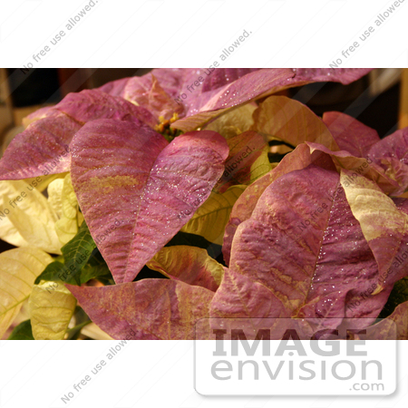 #437 Photo of a White Poinsettia Plant Painted Purple by Jamie Voetsch