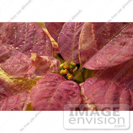 #438 Image of a White Poinsettia Plant Painted Purple by Jamie Voetsch
