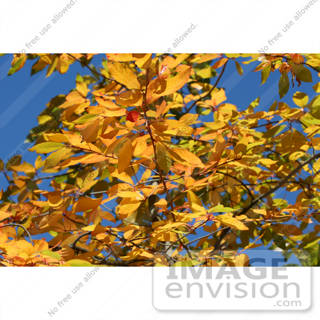 #44 Picture of Fall Colored Foliage by Kenny Adams
