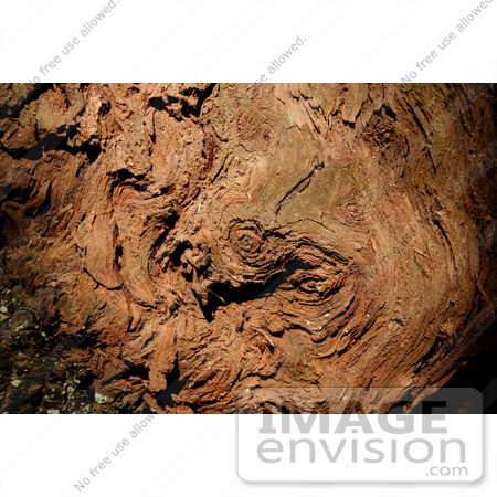 #445 Photo of a Burl on a Redwood Tree by Jamie Voetsch