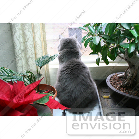 #448 Image of a Cat Looking Out a Window by Jamie Voetsch