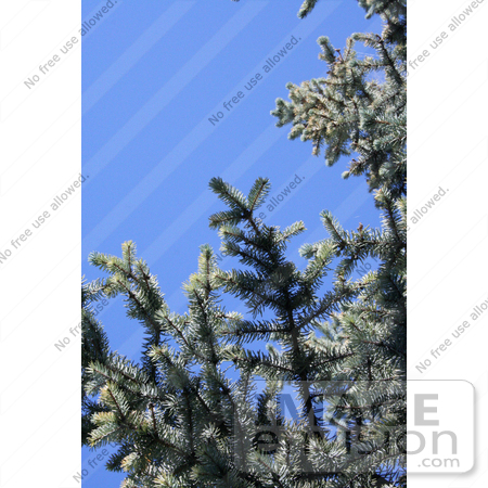 #456 Image: Blue Spruce Branches Against a Blue Sky by Jamie Voetsch