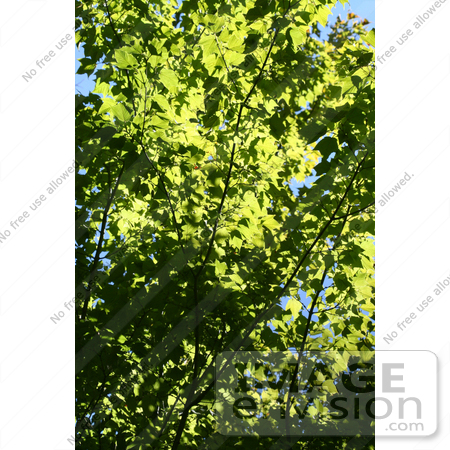 #46 Picture of a Deciduous Tree with Green Foliage by Kenny Adams