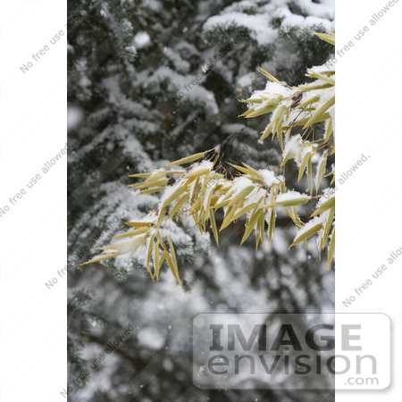 #4601 Bamboo and Blue Spruce in Snow by Jamie Voetsch