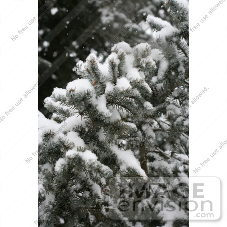 #4602 Blue Spruce in Snow by Jamie Voetsch